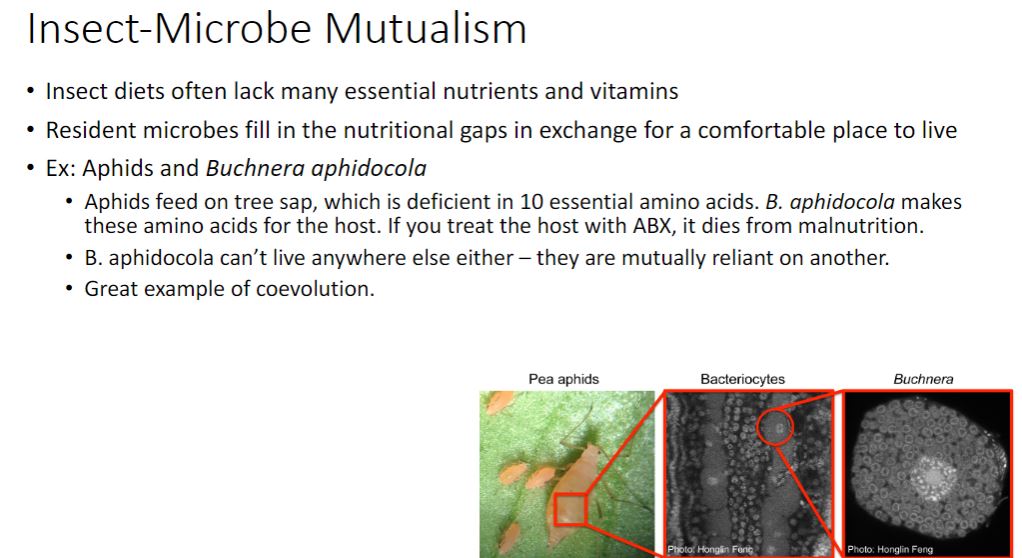 <p>-Mutualistic associations are common between microbes and insects partly because insects often consume plant sap or animal fluids lacking essential vitamins and amino acids. These are provided by bacterial symbionts in exchange for a secure habitat and ample nutrients. Aphids and their y-proteobacterium partner Buchnera aphidicola are a model system for the study of mutualistic symbioses (figure 19.2a). Strains of B. aphidicola provide their hosts with 10 essential amino acids absent in sap. If the insect is treated with antibiotics, it dies. Likewise, B. aphidicola is an obligate mutualistic symbiont. The inability of either partner to grow without the other indicates that the two organisms have evolved together. In fact, the pea aphid Acyrthosiphon pisum and its B. aphidicola symbionts share the pathway for the biosynthesis of several amino acids such that certain steps occur only in one organism.</p>