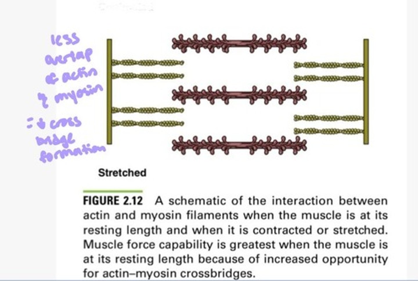 <p>due to reduced actin and myosin cross bridge alignment due to elongation</p>