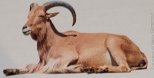 <p>originated in spain. originally valued for milk and meat. brought to us by spanish explorers in 16th century. released into the wild and became feral when cattle increased in popularity. used to clear brush and other plants from pastures. produce lean and flavorful meat. no defining characteristics in coat, color, or conformation. smaller in weight from other meat breeds from being wild</p>