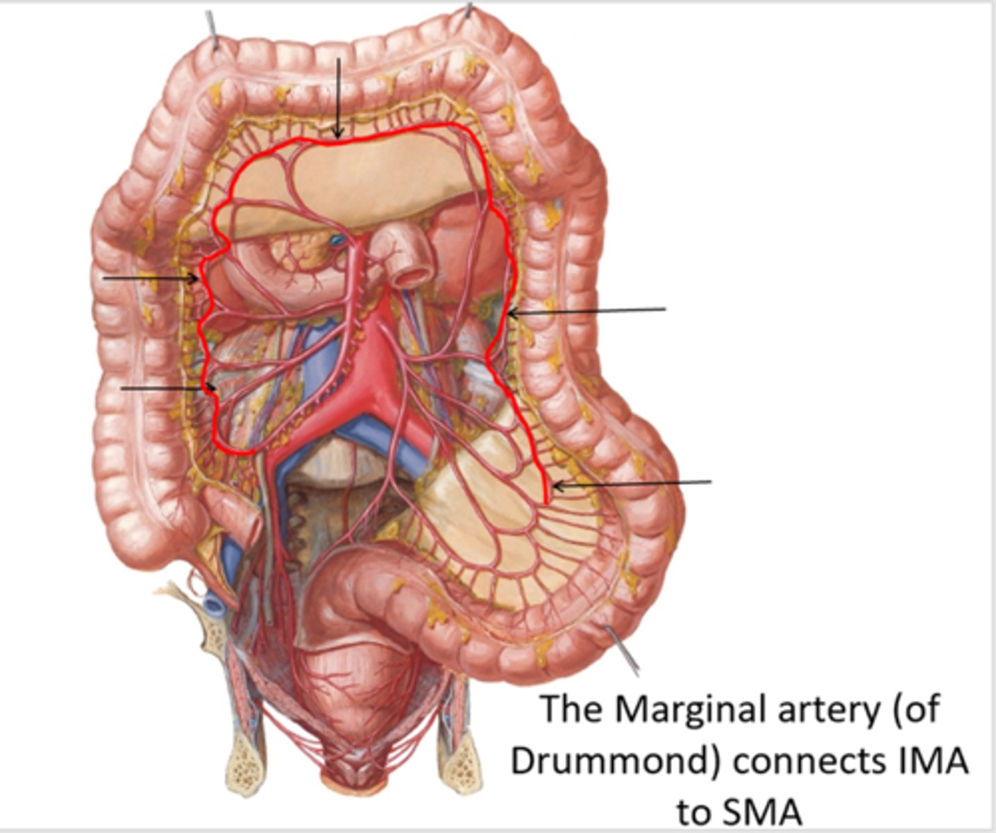 <p>Marginal artery of drummond: connection between IMA and SMA</p>