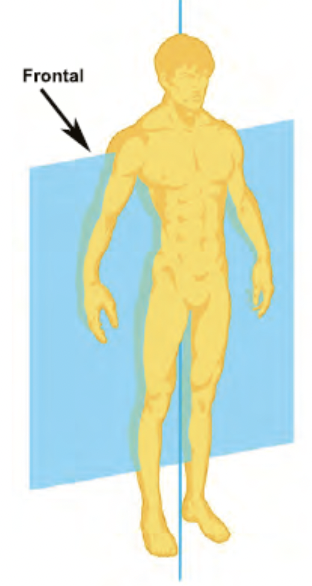 vertical plane that divides the body into front and back