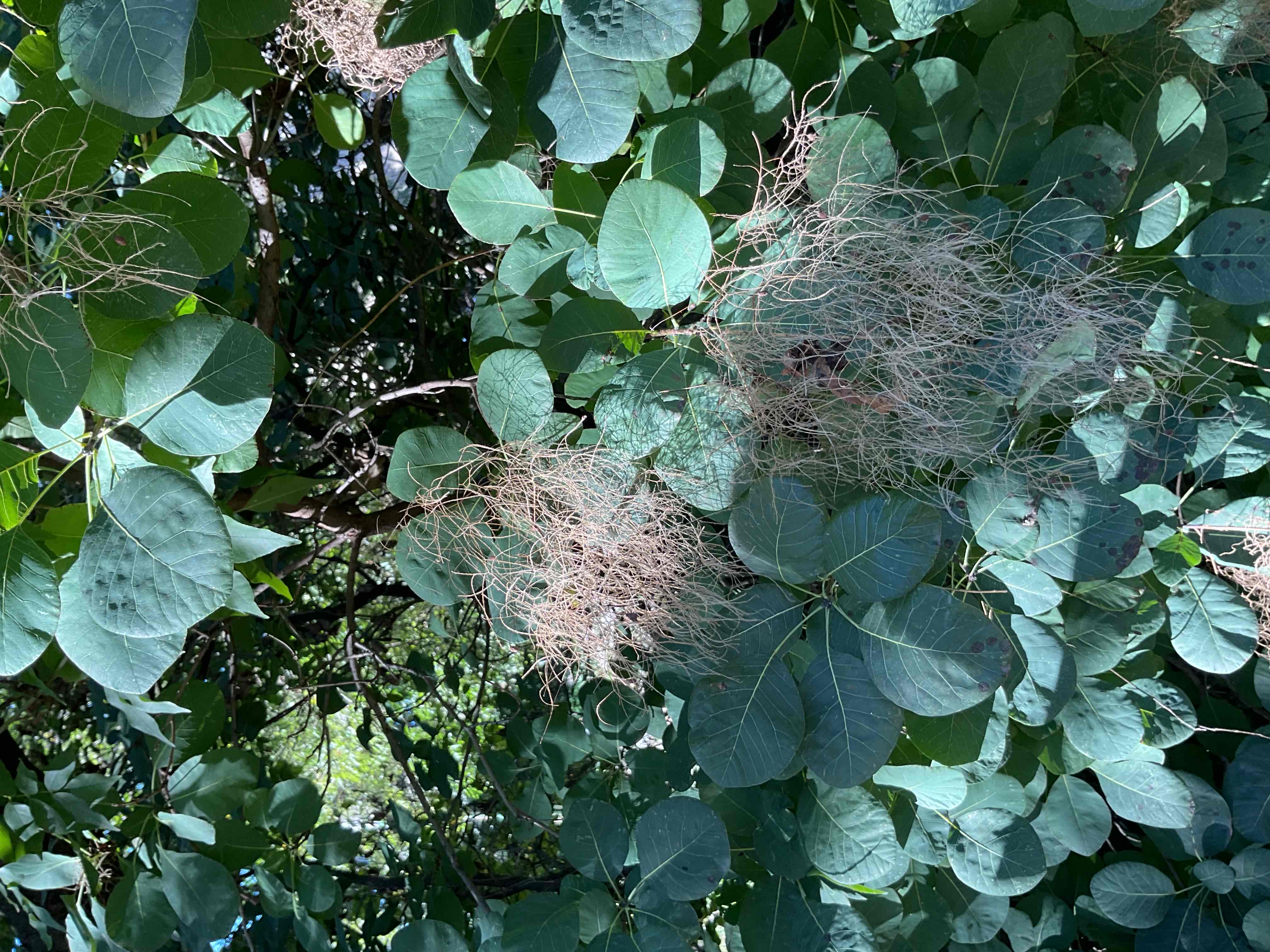 <p>Cotinus coggygria</p>