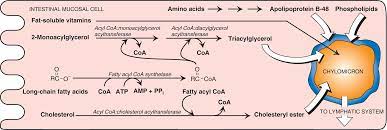 Assembly and secretion of chylomicrons by intestinal mucosal cells