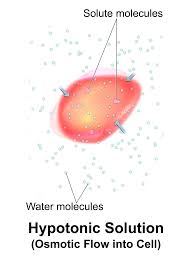 <p>what is the result of a hypertonic solution on an animal cell</p>