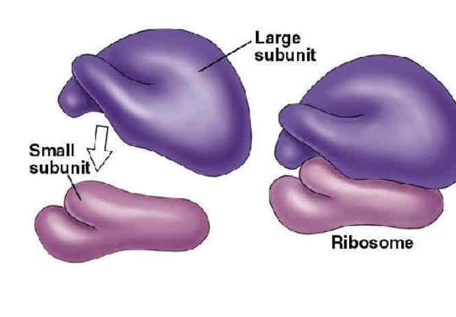 <p>ribosomes</p>