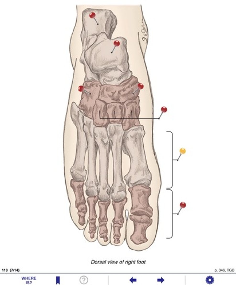<p>Name the bones at the yellow pin</p>