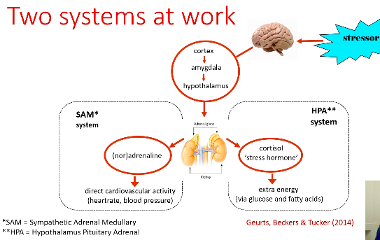 <p>What are the two systems at work in stress?</p>