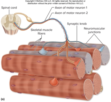 <p><span>Composed of a motor neuron and all of the muscle fibers it innervates</span></p><p></p>
