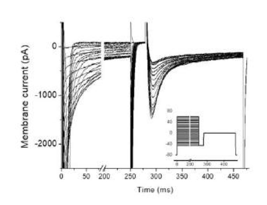 <p>Poiché l'inattivazione del calcio è più lenta di quella del sodio, si presta meglio a essere studiata con un protocollo a <strong>doppio impulso (o due stimoli quadrati)</strong>:</p><p>1. <strong>Primo stimolo (Prepuls):</strong> Impone vari livelli di potenziale di membrana per indurre l'apertura di un certo numero di canali.</p><p>2. <strong>Secondo stimolo (Test step):</strong> Applicato dopo un breve intervallo, è uno stimolo a valori molto positivi (zona di massima permeabilità).</p><p>L'ampiezza della corrente generata dal test step dipende da quanti canali si sono aperti (e poi inattivati) durante il prepuls. Se il prepuls era vicino alla soglia (pochi canali aperti), il test step ne aprirà moltissimi. Se il prepuls era già a valori massimali (molti canali aperti), il test step ne troverà pochi disponibili. Questo metodo permette la costruzione accurata della curva di inattivazione.</p>