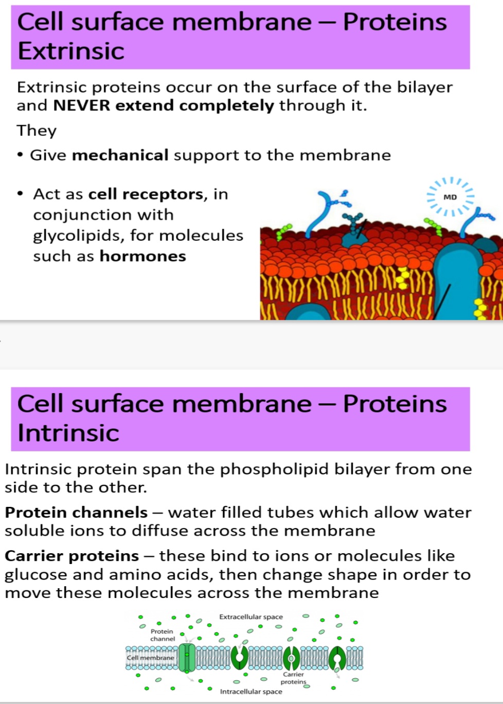 <ol><li><p>Surface.    2.glycolipids.  3.hormones.     4.water</p></li></ol><p> 5. Diffuse. 6.shape</p>