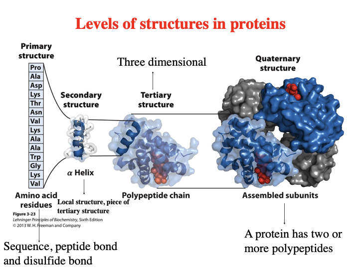 <ul><li><p>Primary - amino acid residues - sequence, peptide bond and disulfide bond </p></li><li><p>secondary structure - alpha helix - local structure, piece of tertiary structure</p></li><li><p>tertiary structure - polypeptide chain (three dimensional)</p></li><li><p>quaternary structure - assembled subunits - a protein has two or more polypeptides</p></li></ul><p></p>