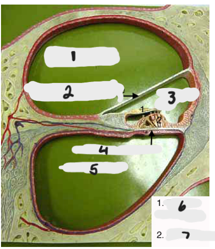 <p>What is 6(1 inside the cochlear duct)</p>