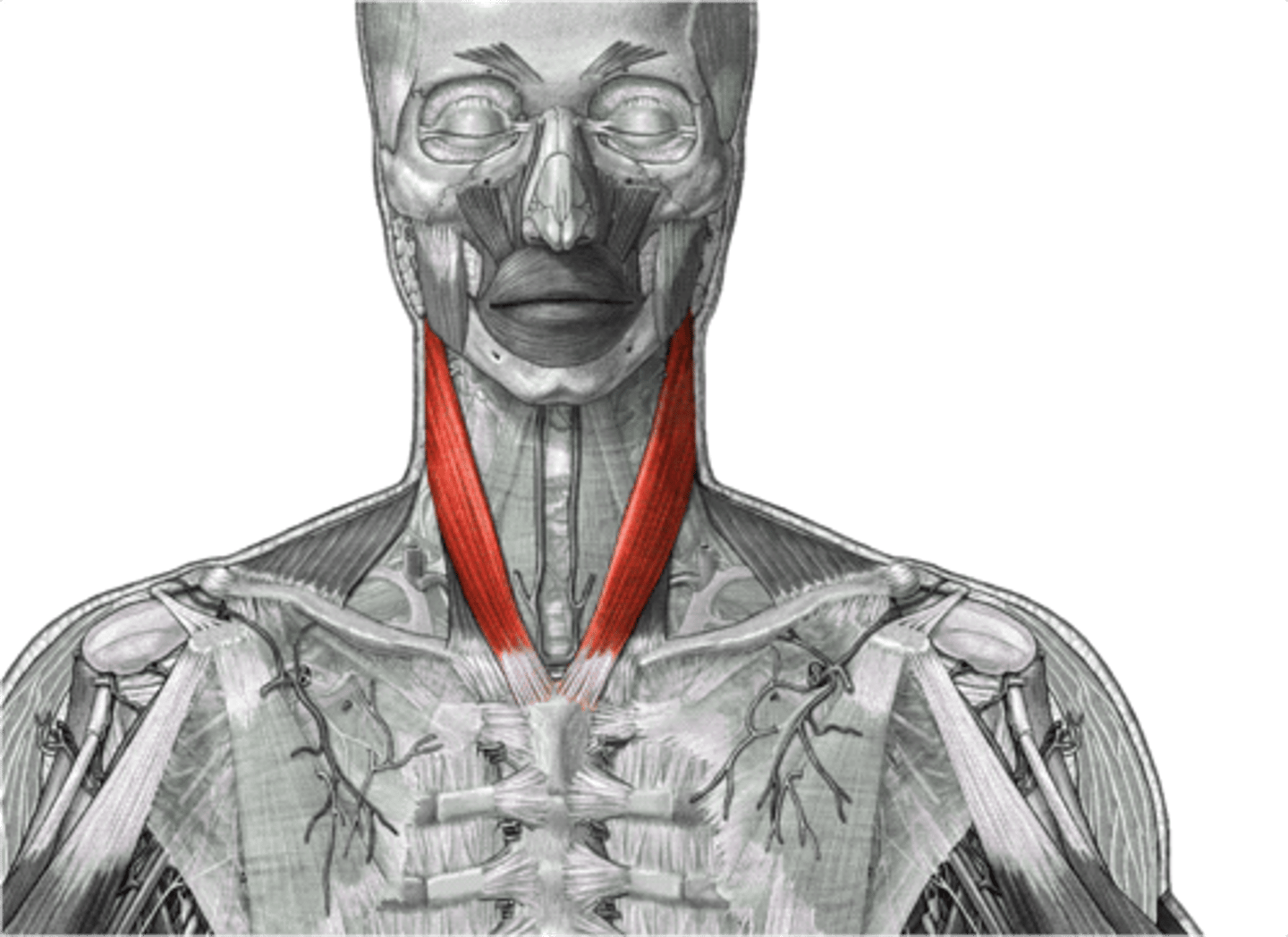 <p>Action of sternocleidomastoid</p>