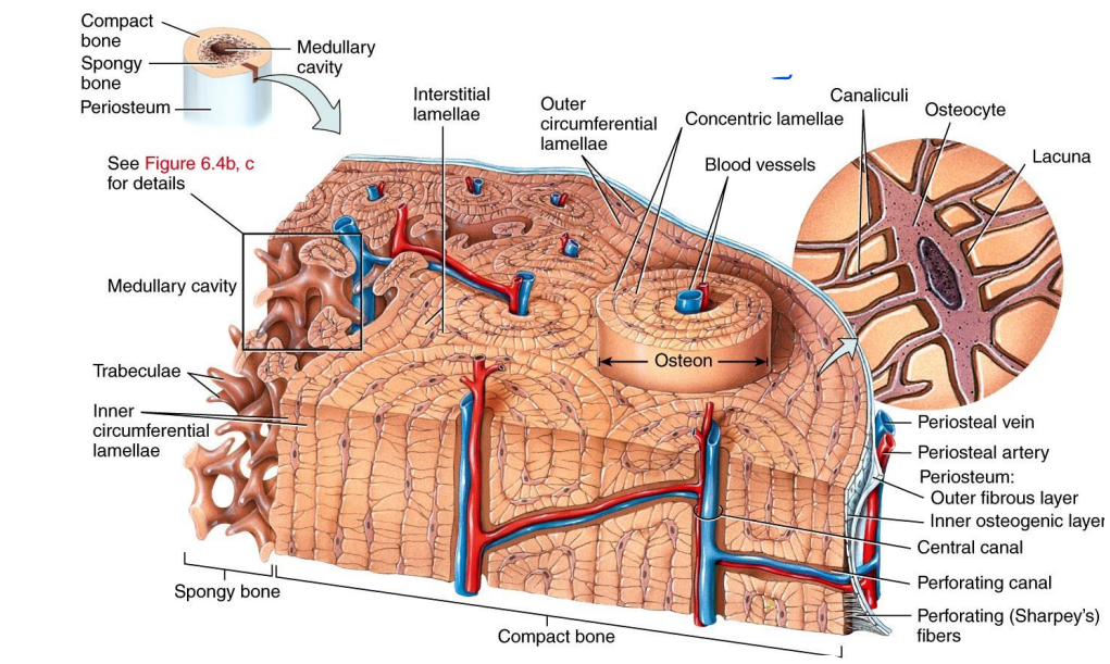 <p>The basic structural unit of compact bone is the osteon (or Haversian system), which consists of concentric lamellae (layers of bone matrix), a central canal (Haversian canal), canaliculi (small channels), and osteocytes (bone cells in lacunae).</p>