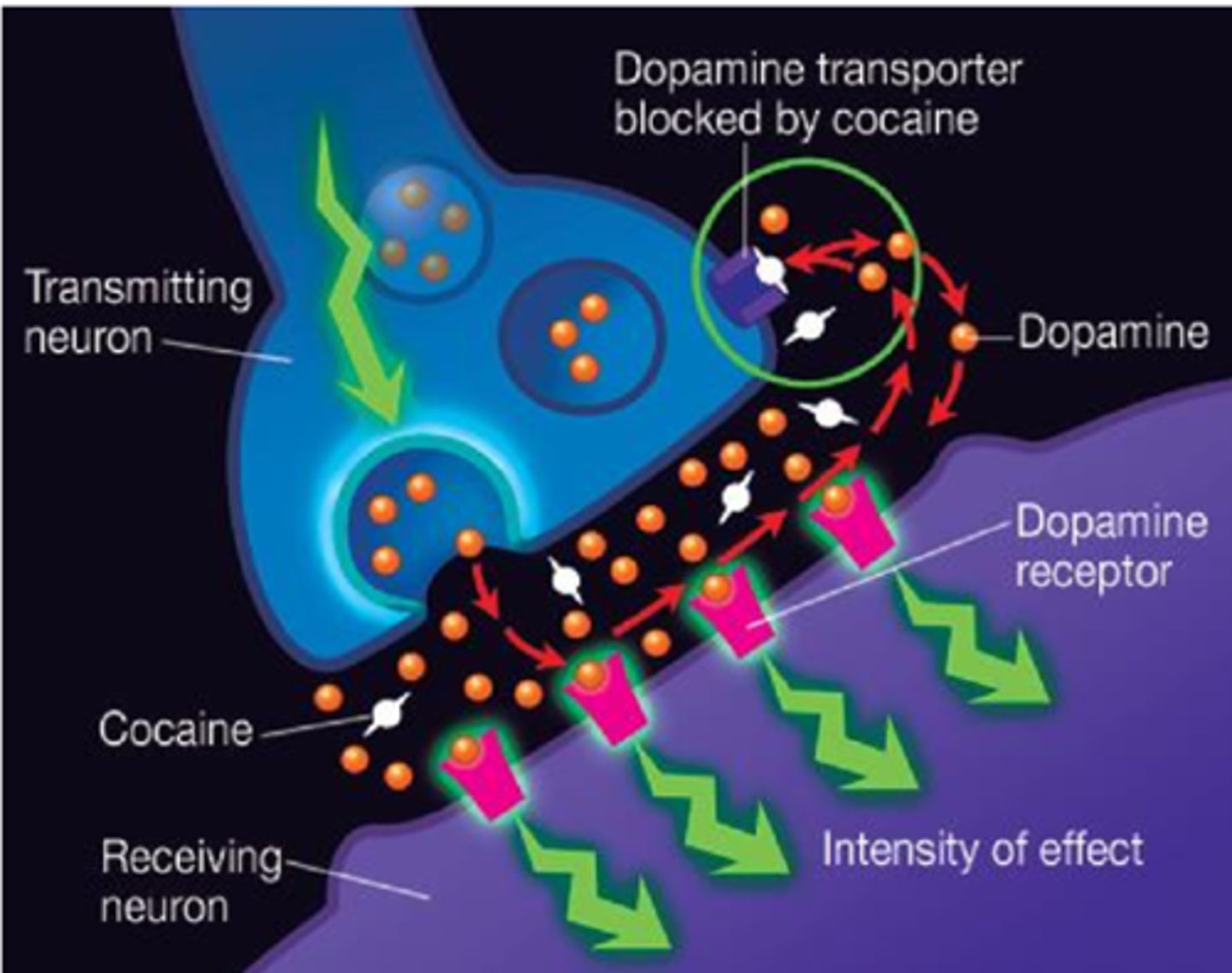 <p>It blocks the reuptake* of dopamine, serotonin, and norepinephrine.</p>