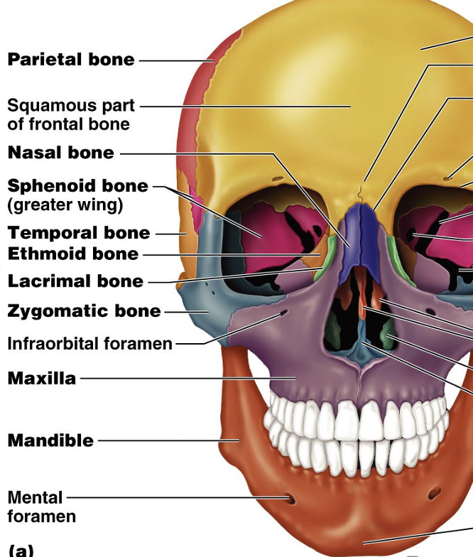 <p>Zygomatic bones</p>