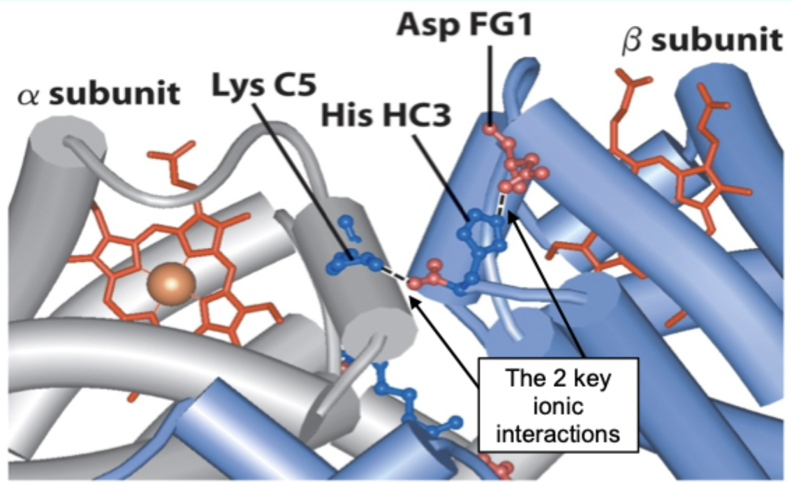 <p>2 key ionic interactions.</p>