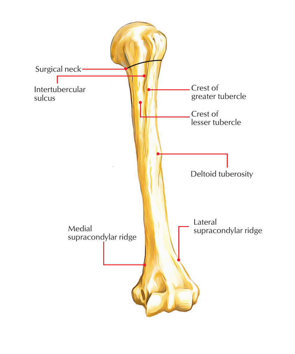 <p>The humerus </p>