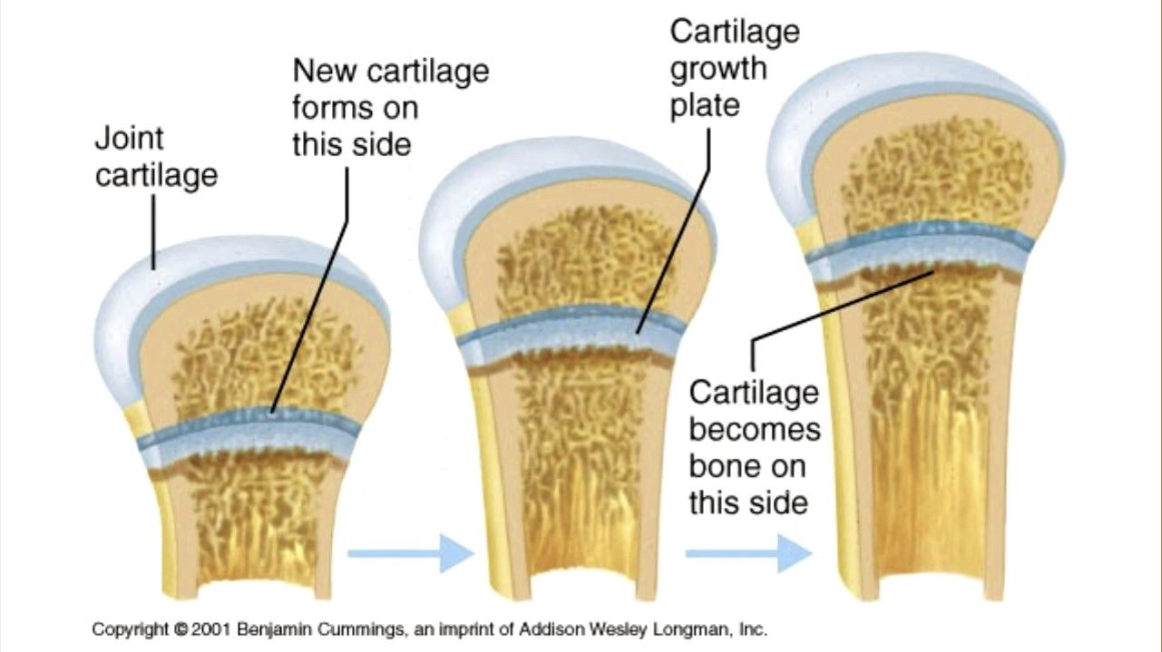 <p>Site where most bone growth occurs. Contains a higher concentration of osteoblasts.</p>