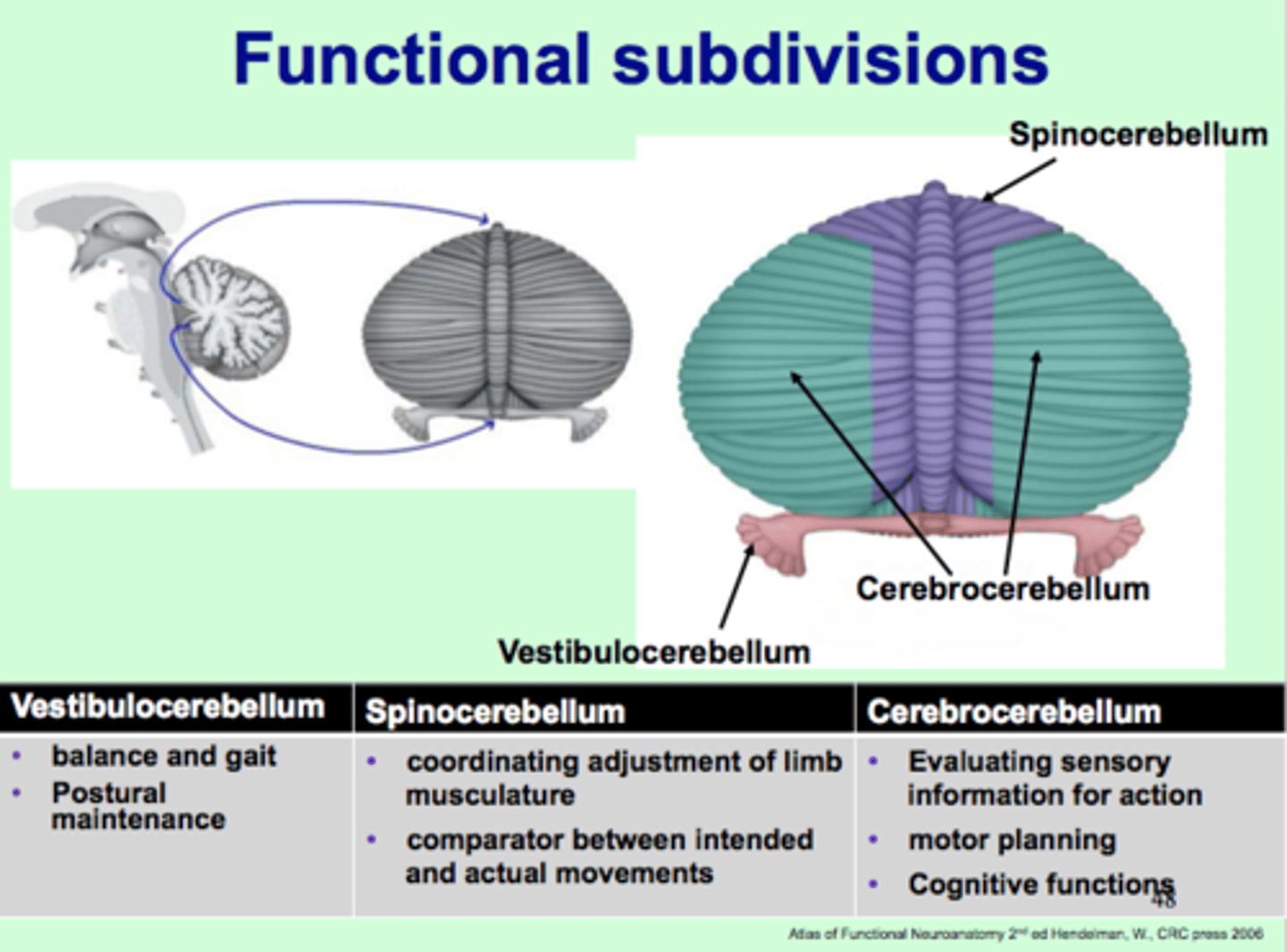 <p>Vestibulocerebellum:</p><p>-eye movements = nystagmus</p><p>-balance and equilibrium = truncal ataxia</p><p>Spinocerebellum:</p><p>-gait ataxia</p><p>-limb ataxia</p><p>Cerebrocerebllum:</p><p>- decreased coordination of finger movement</p>
