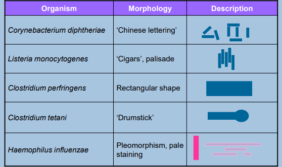 <p>Determines bacterial shape and arrangement</p>