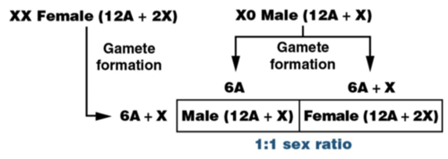 <p>male offspring</p>