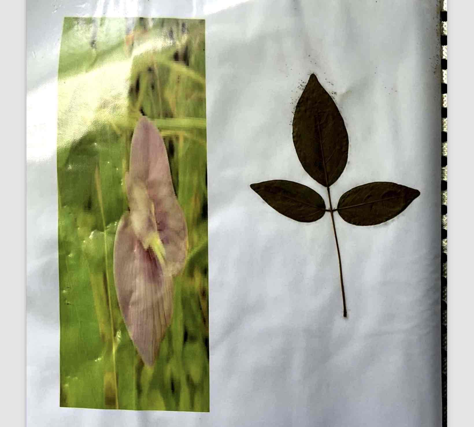 term image