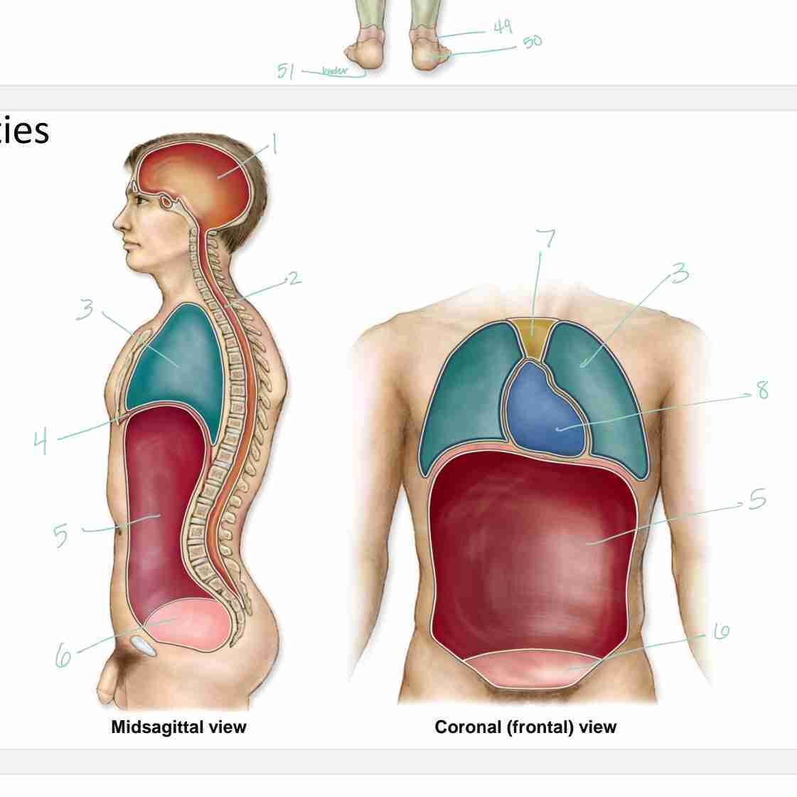 <p>2 - formed by vertebral column and contains the spinal cord</p>