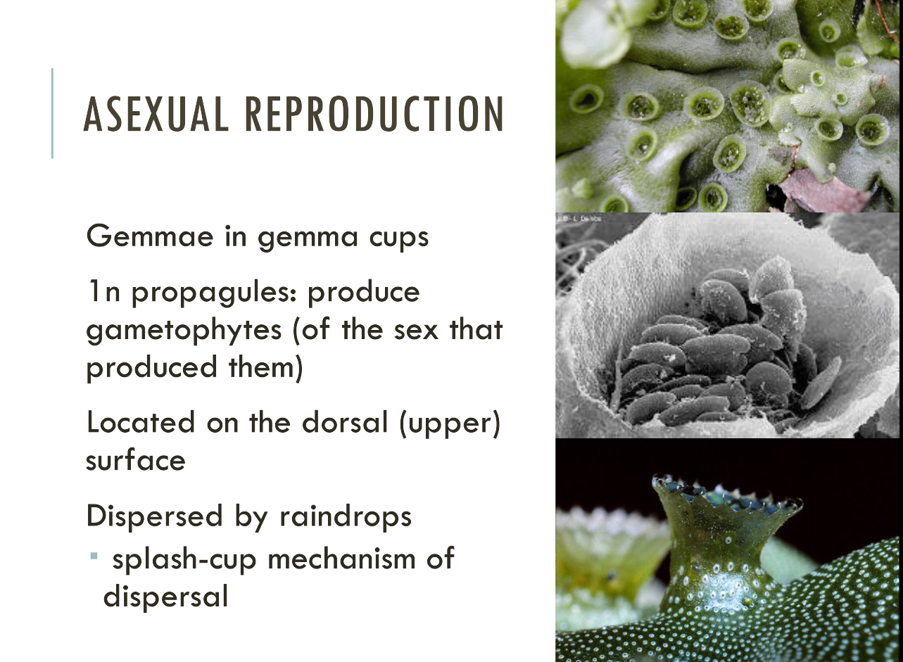 <p><span><span>Gemmae are asexual reproductive structures in bryophytes, allowing for vegetative reproduction and the establishment of new individuals and rapid population increase.</span></span></p>