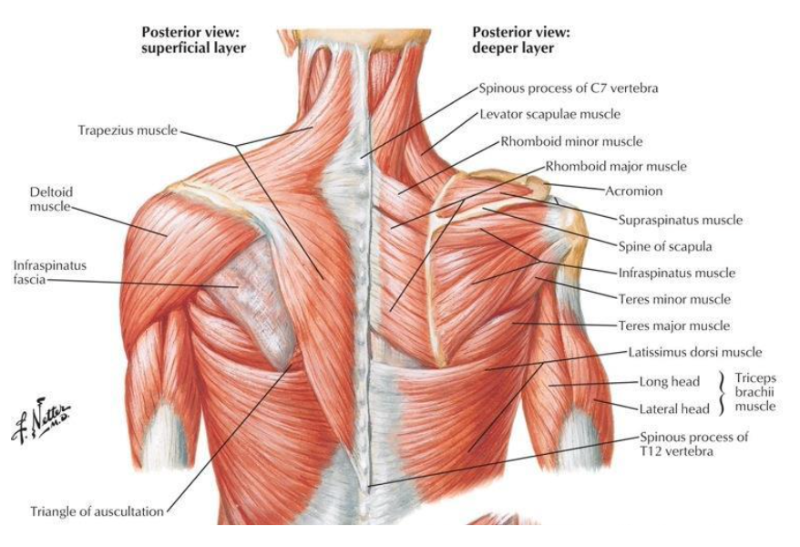 <p>-levator scapulae</p><p>-rhomboid minor</p><p>-rhomboid major</p>
