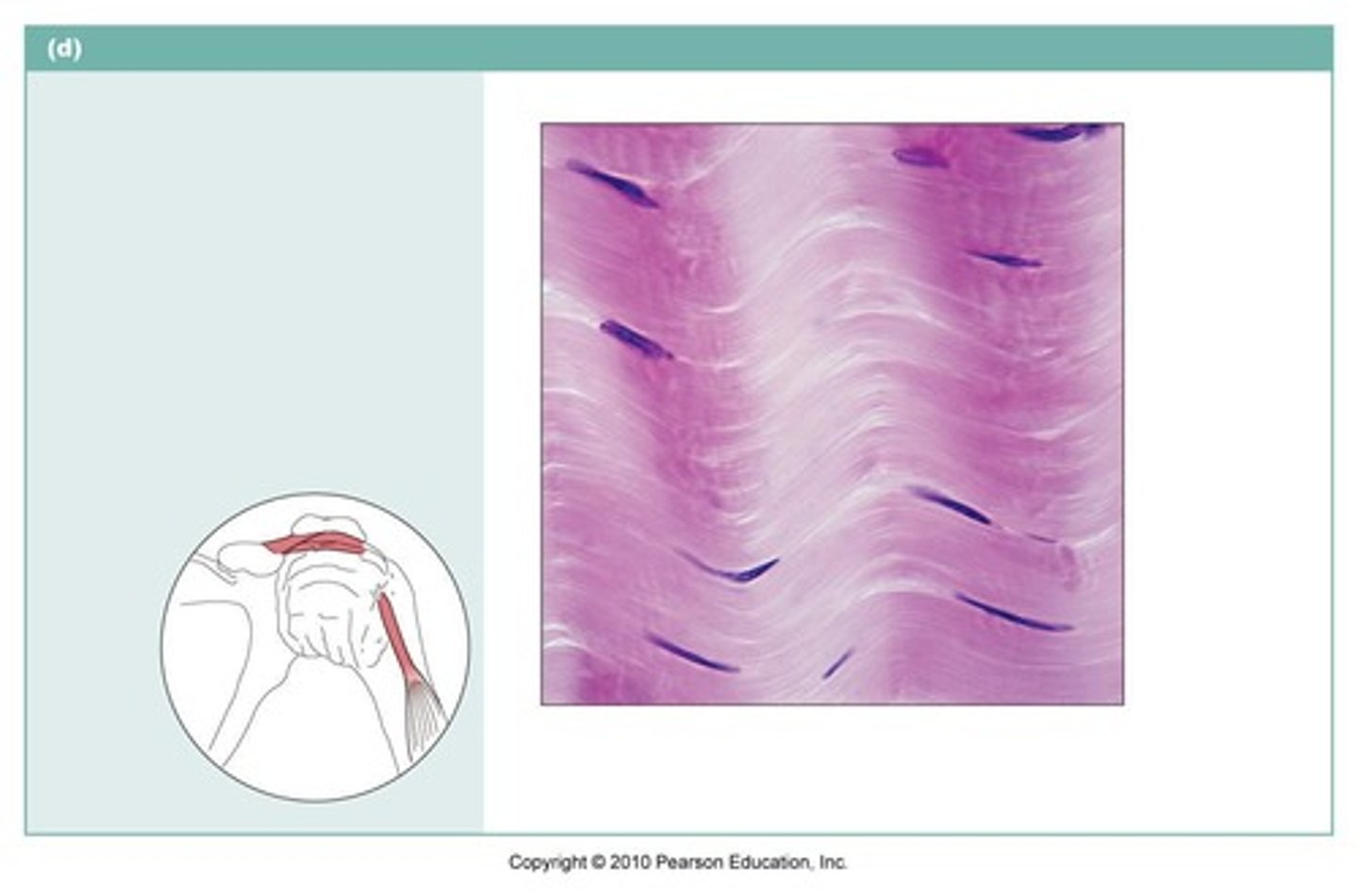 <p>name the type of connective tissue</p>