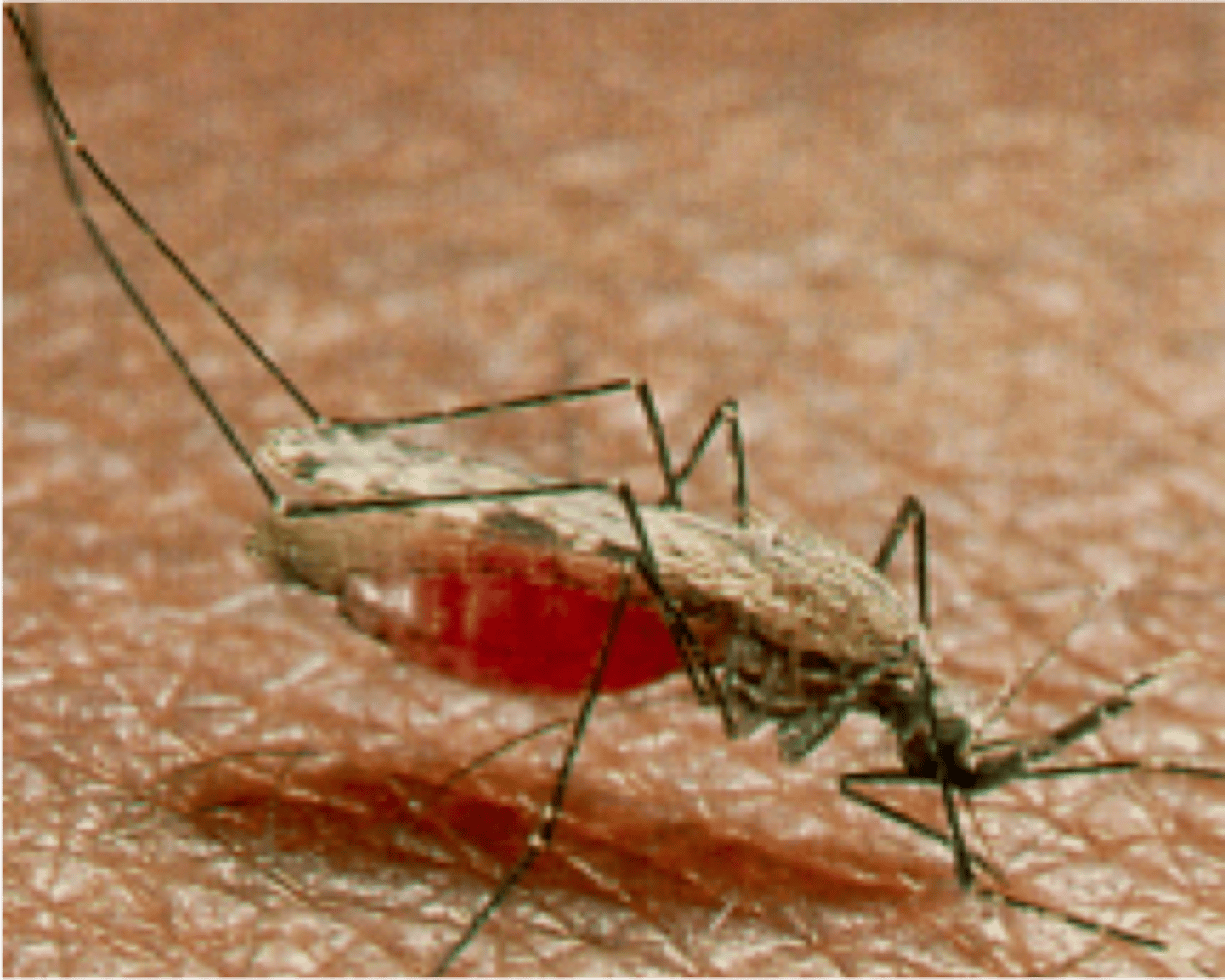 <p>A disease carried by mosquitoes implanting plasmodium protozoa in the blood.</p>