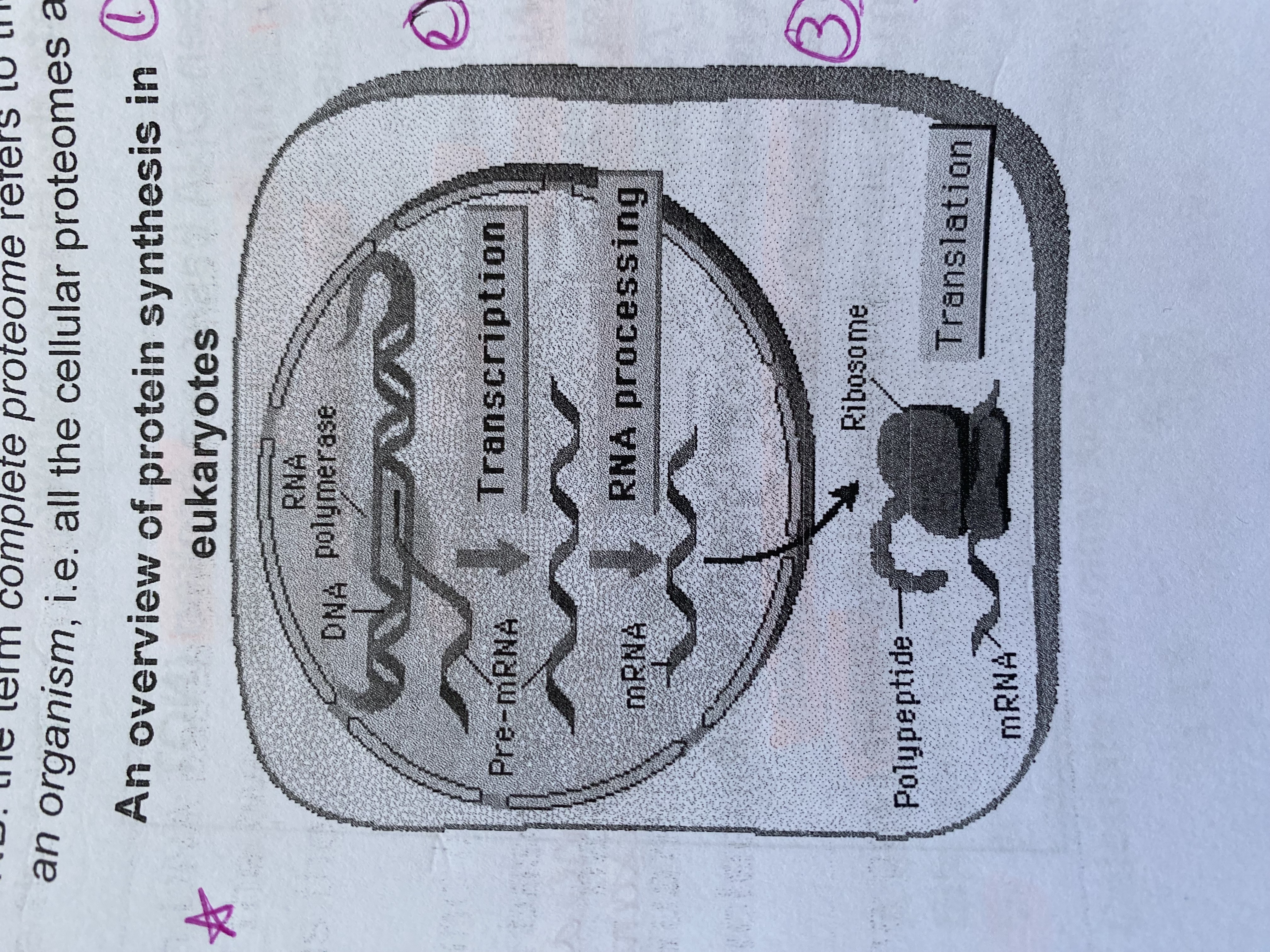 <p>DNA—<strong>transcription</strong>—&gt; pre-mRNA—<strong>splicing</strong>—&gt; mRNA—<strong>translation</strong>—&gt; polypeptide chain (protein)</p>