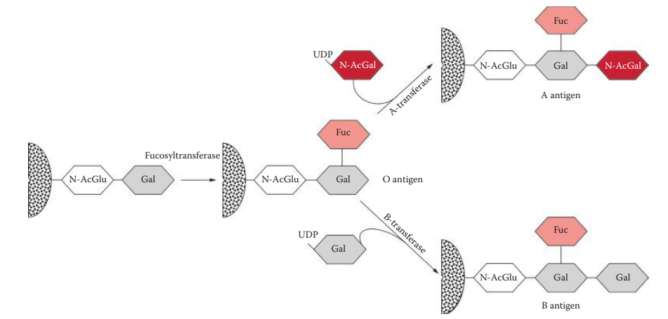 Biosynthesis of ABO antigens.