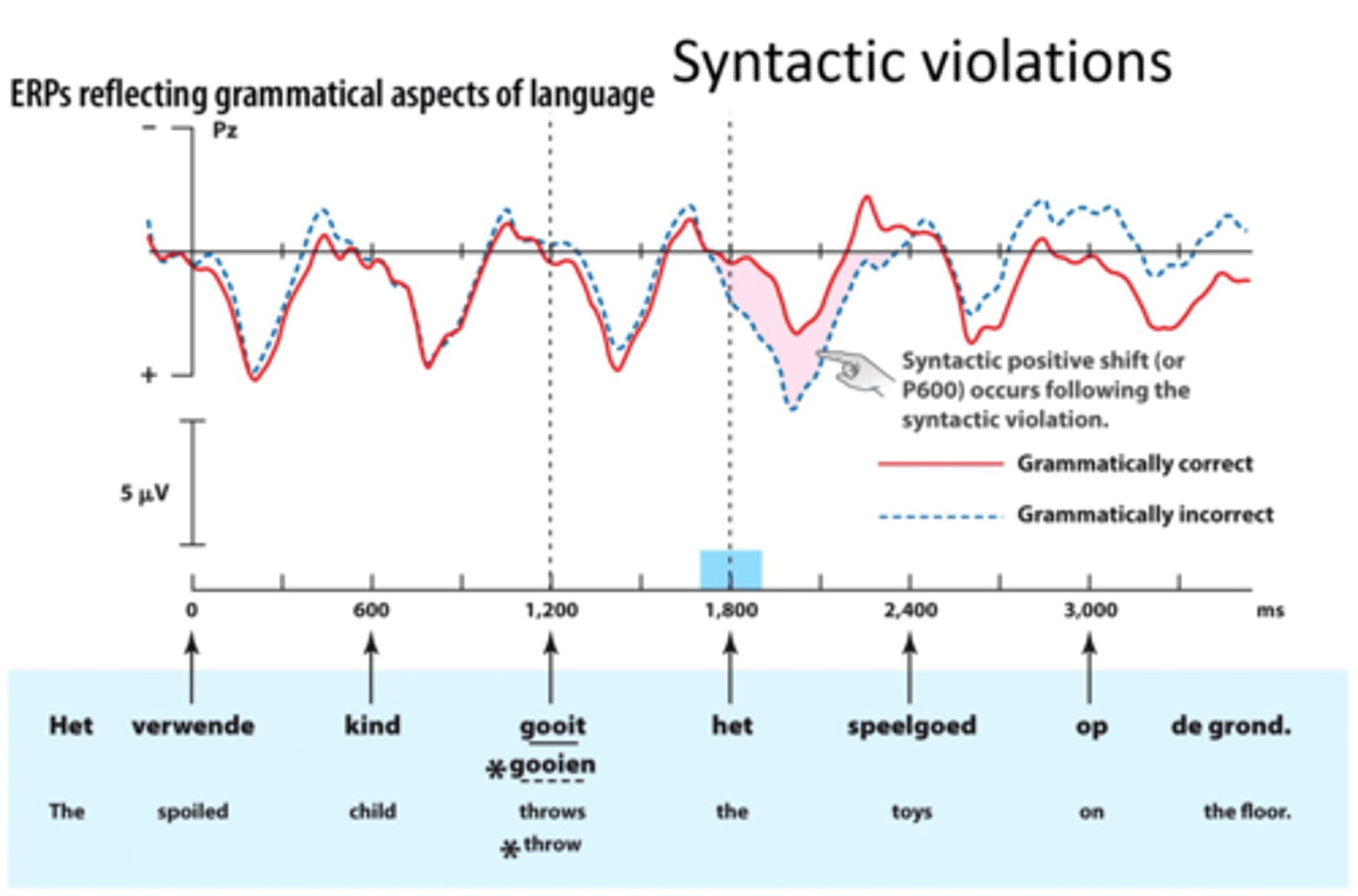<p>P600. It has more positive amplitude for ungrammatical vs. well-formed sentences.</p><p>Reflects syntactic reanalysis and integration attempts. Modulated by sentence complexity, working memory, and language proficiency.</p>