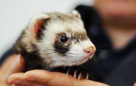 <p><span>Carnivore (hypercarnivore) - need high protein diets</span></p><p><span>Domesticated from wild polecats (<em>Mustela putorius</em>)</span></p><p><span>Sexual dimorphism (males are larger) </span></p><p><span>Females are seasonal induced ovulators </span></p><p><span>Lifespan 6-8 y</span></p><p><span>Some variety of colour morphs (sable, albino, etc)</span></p>