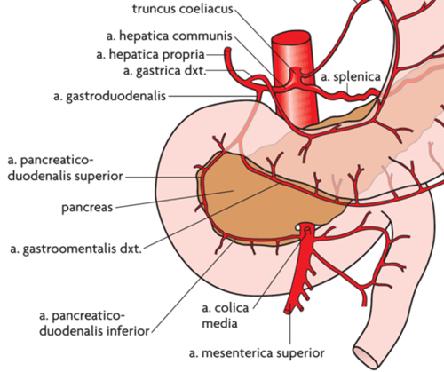 *Arterier*
 a. pancreaticodoudenalis sup -> fra a. gastrodoudenalis (truncus coeliacus)
 a. pancreaticodoudenalis inf -> fra a. mesenterica sup

Suprapapillært:
Truncus coeliacus → a. hepatica communis
a. gastroduodenalis → a. pancreaticoduodenalis superior

Infrapapillært: 
a. mesenterica superior → a. pancraticoduodenalis inferior 

>> A. pancreaticoduodenalis superior og pancraticoduodenalis inferior anastomoserer bredt ved en indmundingsanastomose som angiver grænse mellem for og mellemtarm <<

*Vener*
Venerne følger arterierne og dræneres til v. portae 

*Lymfe*
Suprapapillært -> lnn. pylorici
Infrapapillært -> lnn. mesenterici

*Nerver*
Innerveres parasympatisk af parasympatiske fra nervus vagus og sympatiske grene fra plexus coeliacus og plexus mesentericus sup.