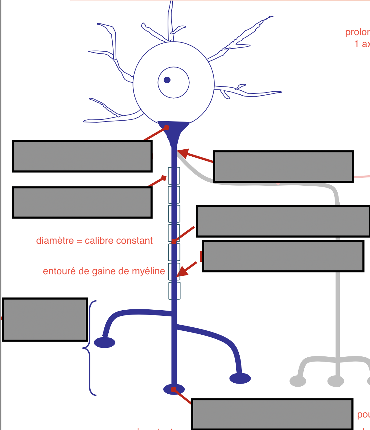 <p>Nommez les différentes parties de l’axone : </p>