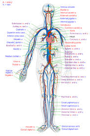 <ul><li><p>Heart, veins, artery </p></li><li><p>Moves blood through blood vessels to distribute hormones, nutrients, and gases, and pick up gas</p></li></ul><p></p>