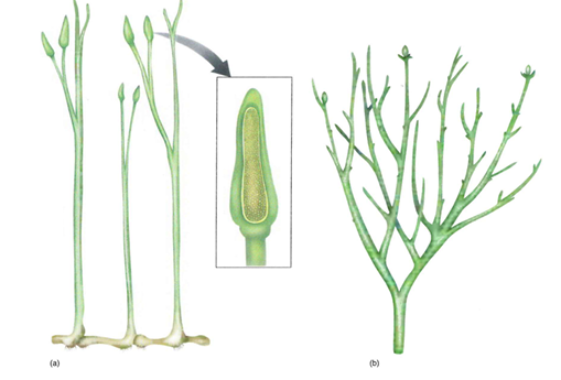 <p>São um grupo de plantas vasculares extintas.</p><p>Têm caules sem folhas com ramificação dicotómica.</p><p>A epiderme tem cutícula, córtex com parênquima e protoxilema endarco.</p><p>O xilema tem uma simples faixa de traqueídos com espessamentos anulares.</p><p>Tem ramos com esporângios na sua terminação (homospóricos, Rhynia apenas com as células centrais férteis).</p>