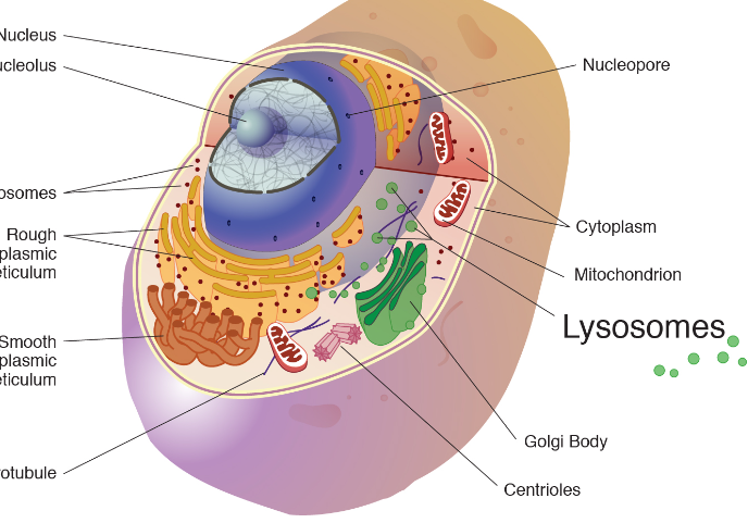 <p><strong>A membrane-bound cell organelle that contains digestive enzymes</strong><span>. EUKARYOTIC only. ANIMAL only.</span></p>