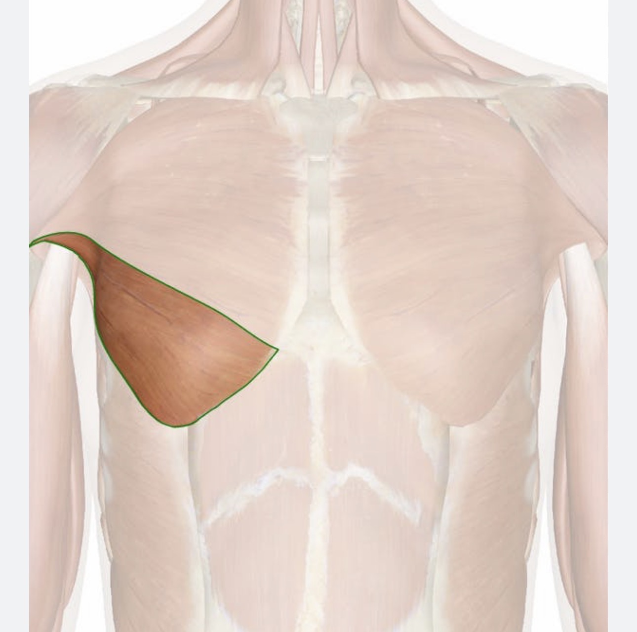 <p>pectoralis major abdominal head </p>