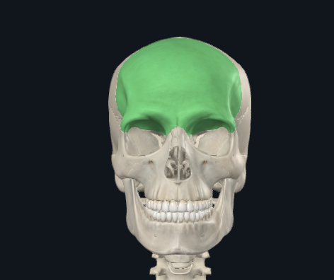 <p>What is this bone?</p>