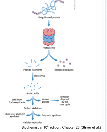 <p>is the removal of <strong>nitrogen</strong></p><ul><li><p>AA NOT needed as building blocks are degraded to compounds able to enter the metabolic mainstream</p></li><li><p>amino group is <strong>removed</strong> and remaining carbon skeleton is metabolized to g<u>lycolytic intermediate</u> or to <u>acetyl CoA</u></p></li><li><p>major site of AA degradation in mammals = <strong>liver</strong></p></li><li><p>muscles also readily degrade the <strong>branched-chain AAs</strong> (leu, Ile and Val)</p></li></ul><p></p>