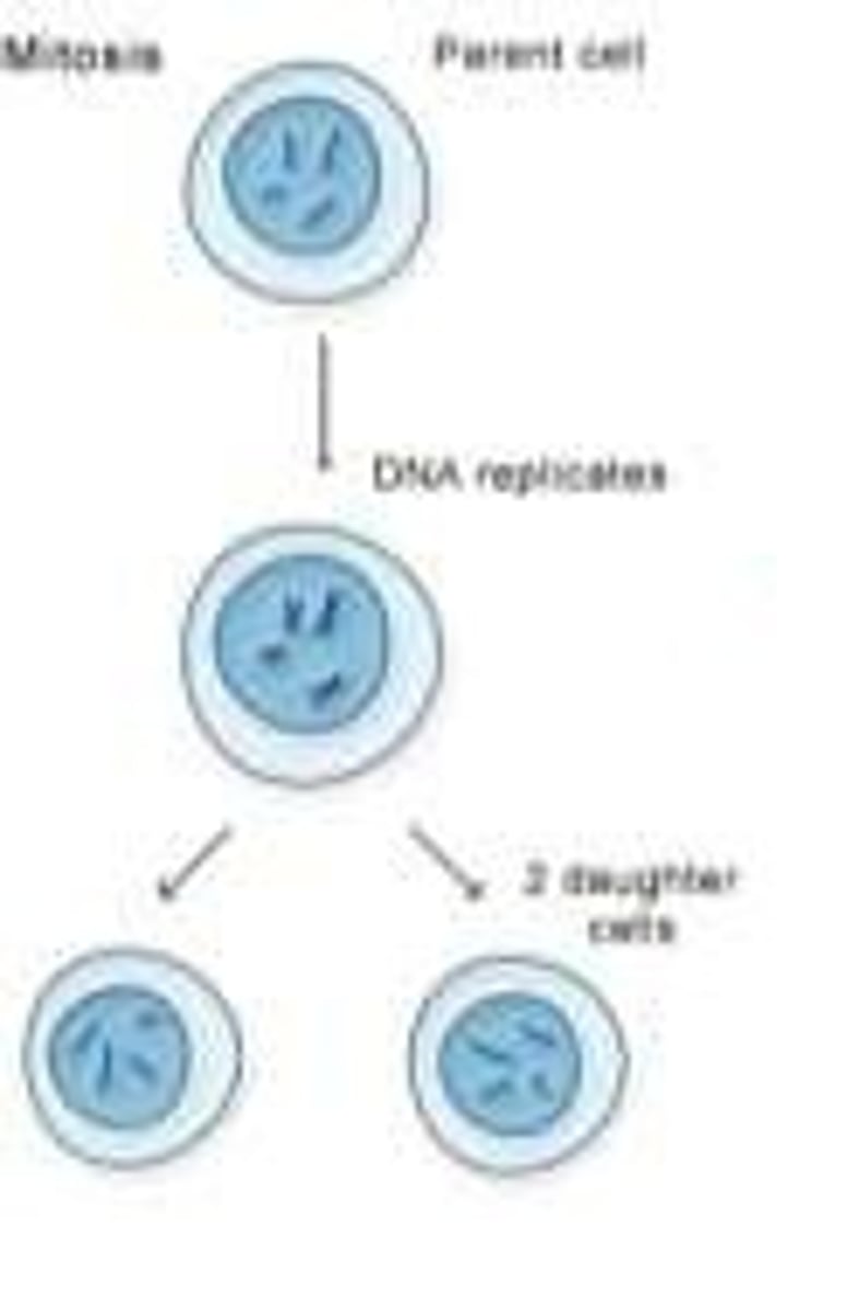 <p>Two identical daughter cells.</p>