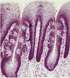 <ul><li><p>4 to 11 vertical ridges on lateral surface of posterior tongue</p></li><li><p>leaf-shaped structure of keratinized epithelium overlying core of lamina propria with taste buds in superficial lateral part</p></li><li><p>taste</p></li></ul><p></p>