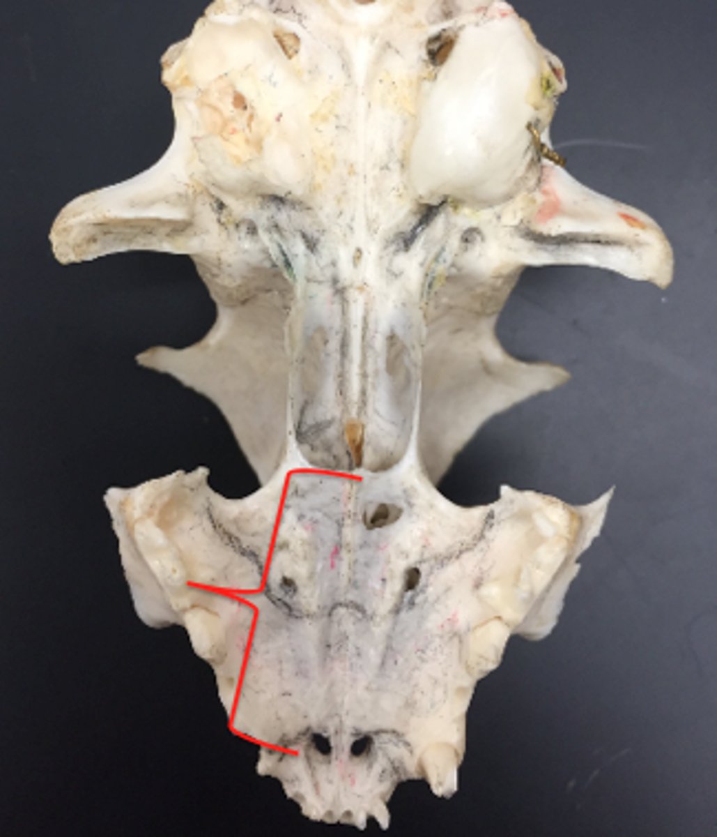 <p>composed of premaxillae , maxillae, and palatines</p>