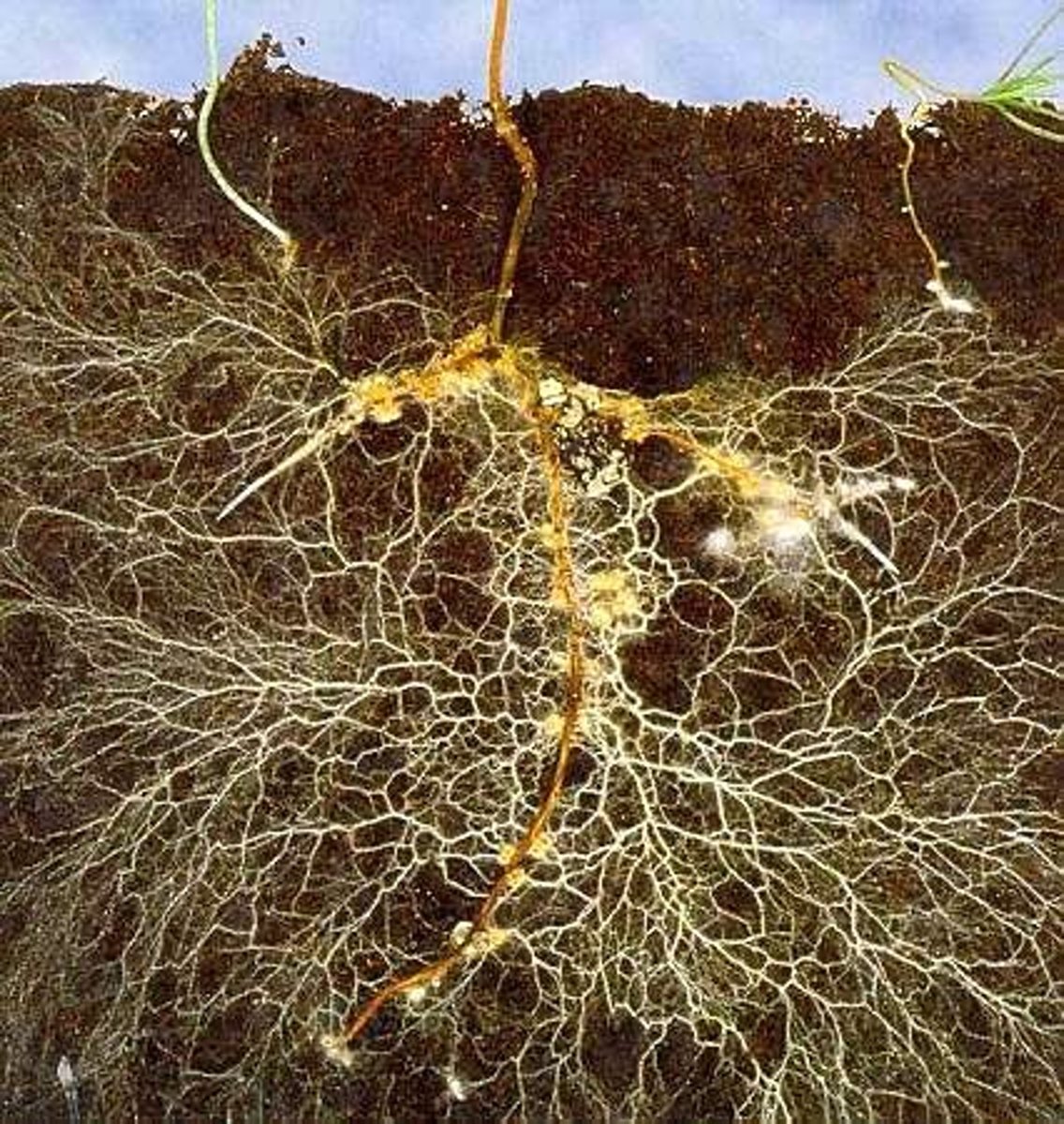 <p>A mutualistic association of plant roots and fungal mycelium; plants gain water+nutrients and communication, fungus gains food</p>