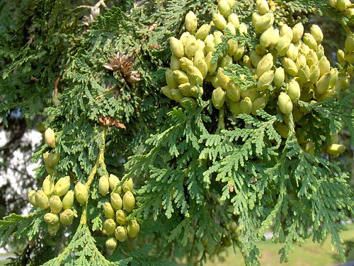 <p>(Thuja occidentalis)</p>