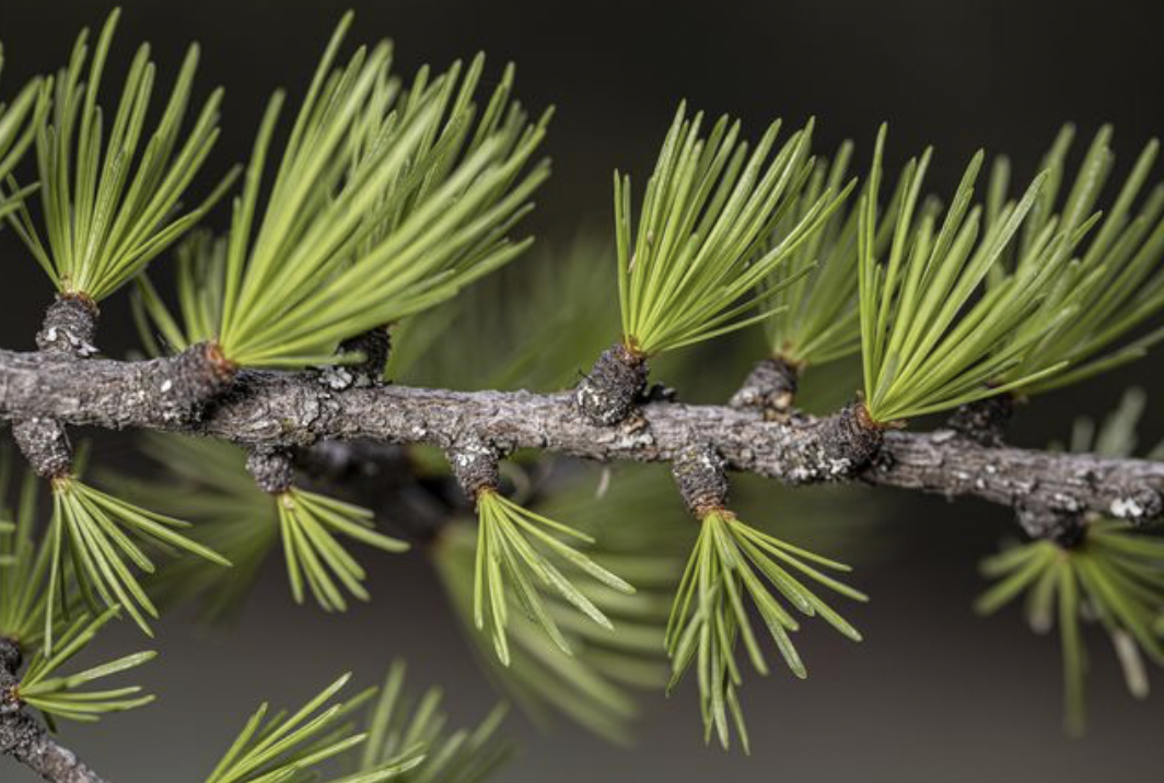 <p>identify by leaves</p>